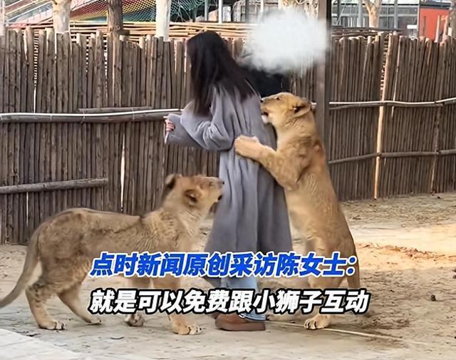 女子与小狮子互动被提醒危险