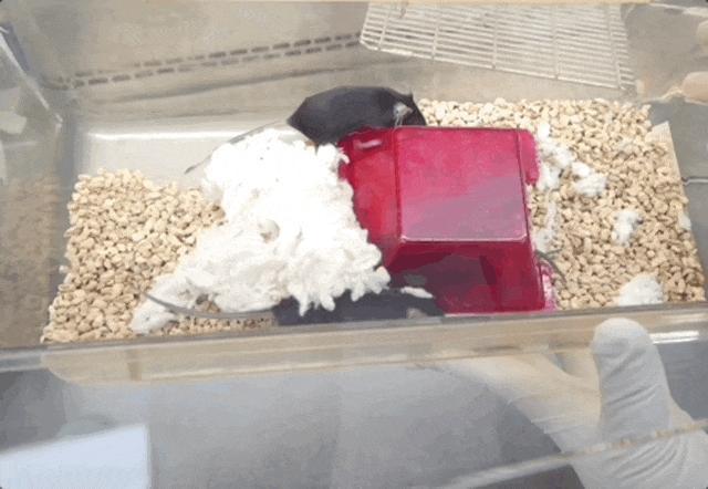 “航天小鼠”产下第三窝鼠宝宝 太空经历增强生育能力