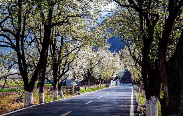 春日花海超治愈 花瓣如雨落肩头