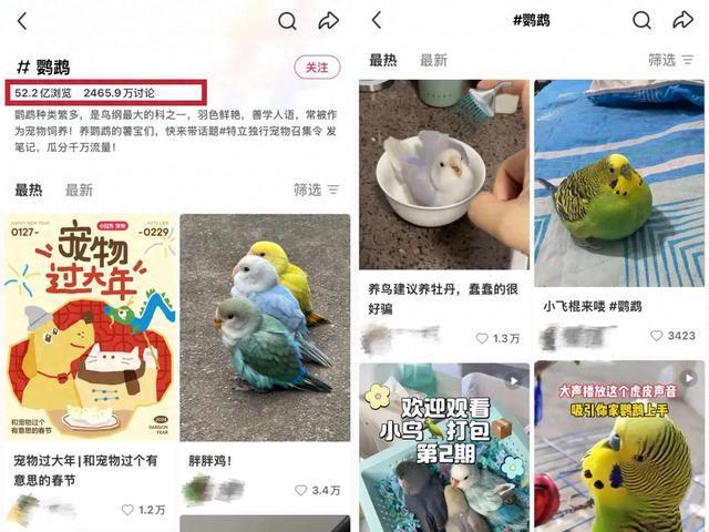 女孩们捧红“鸟鸟教” 催熟百亿市场