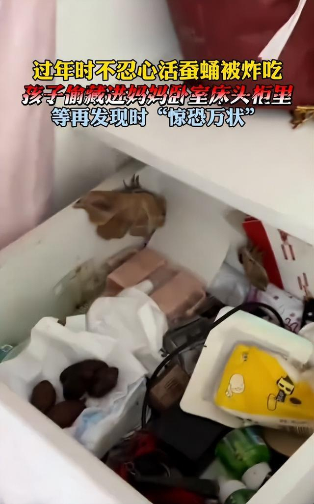 男孩救下蚕蛹20天后变蛾吓懵全家 意外惊喜引发家庭趣事