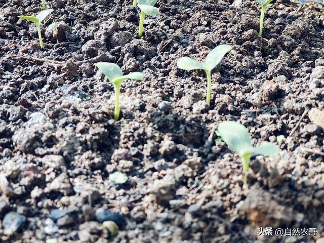 明日春分 这10多种蔬菜可以开始种 抓住黄金播种期
