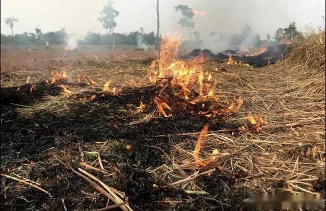 今日“春社”:1不洗、2不烧、3要忌 传统习俗知多少