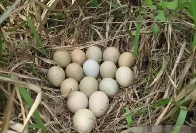 以为是普通野鸟 一查竟是“国宝”