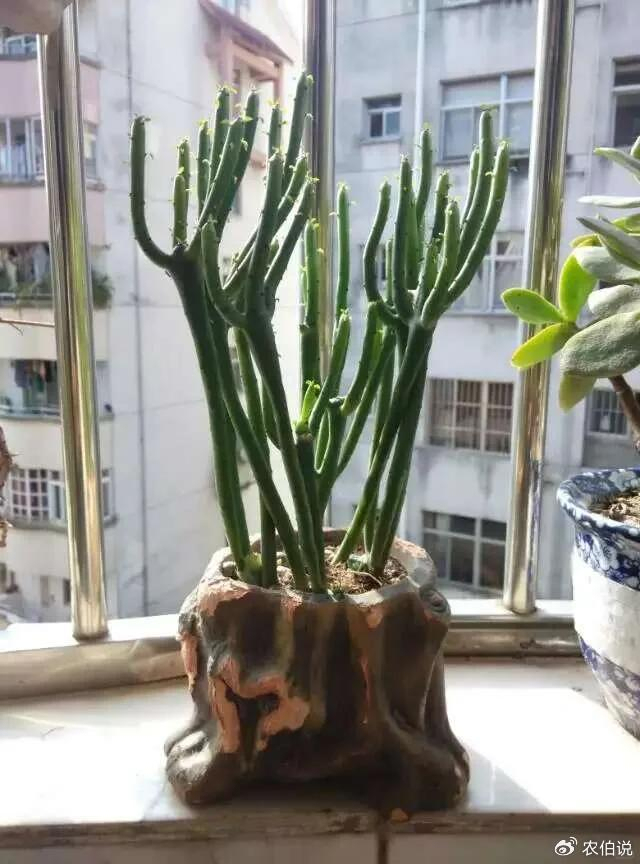 北京一爷爷一棵多肉养9年，网友：成精了，长成飞扬跋扈的样子