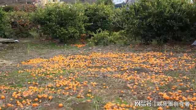 载2万斤橙子货车翻滚坠崖 司机轻伤幸无大碍