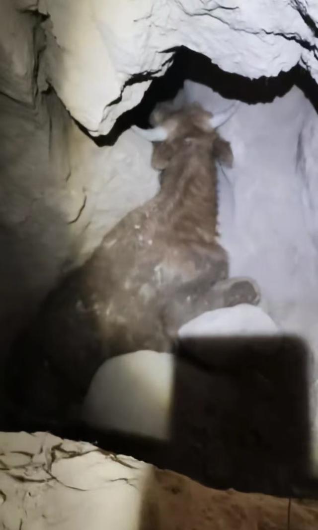 阛阓价1.4万黄牛掉入深坑 转圜未果被动袪除 屡次尝试终告失败