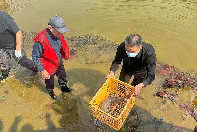 淄博小区水池“怪鱼”被捕获 鳄雀鳝惊现社区