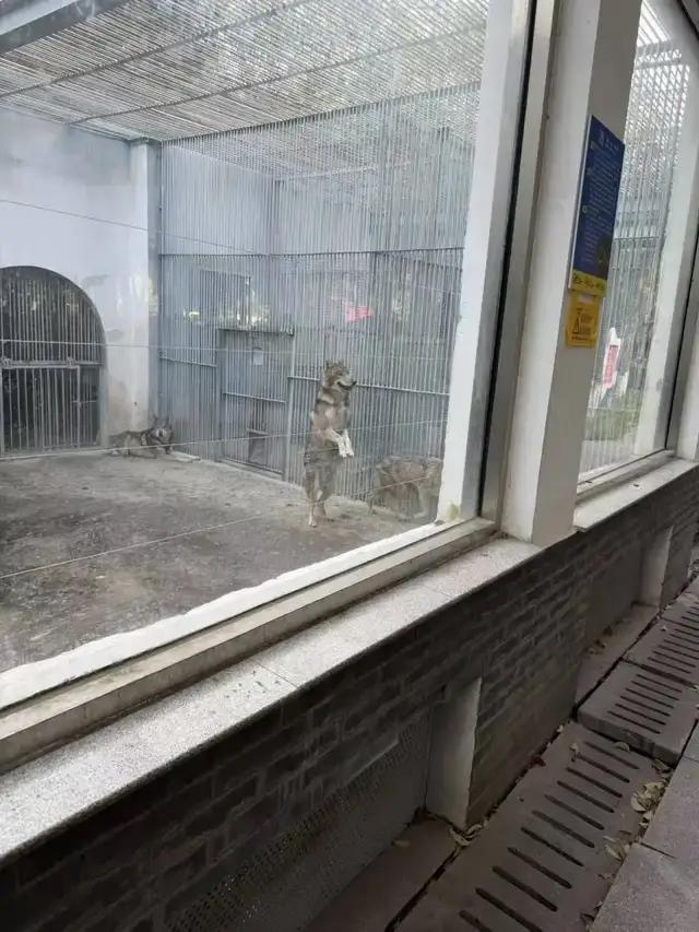 动物园的狼见人就“作揖”讨食 动物福利引担忧