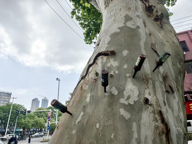 武汉一地给法桐“打针”抑制飞絮 新尝试获居民点赞