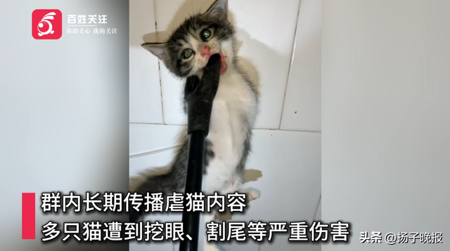 男子疑因金主打赏虐杀小猫 残忍行为激起公愤