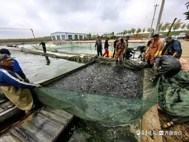 山东东平湖现2000只鸬鹚“站军姿” 生态奇观引关注