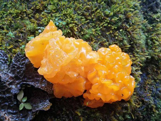 武汉首次发现金耳野生种群 珍稀菌类现身