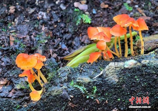 福建天宝岩再添2个全球新物种 科研价值凸显