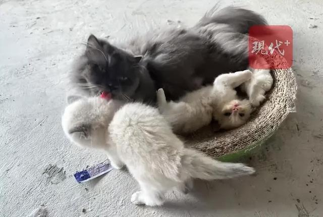 公司欠债倒闭 5只猫咪员工被法拍 公司福利变拍卖品