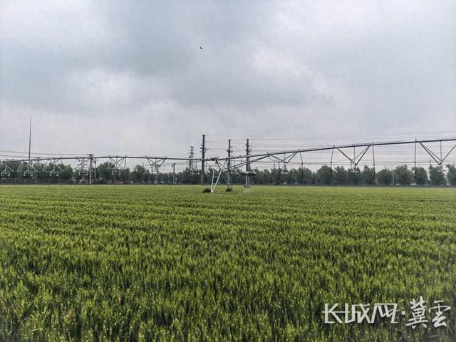 河北小麦灌浆期喜逢“及时雨”
