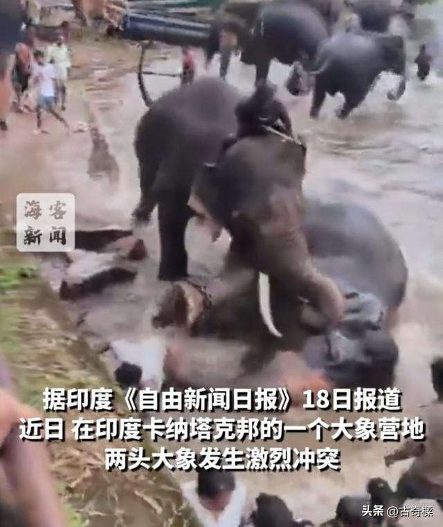 印度大象打架女游客被砸身亡 悲剧引发安全警示
