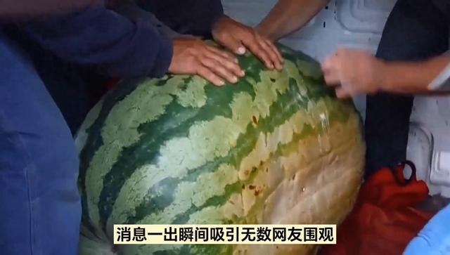 130斤的巨型西瓜曾拍賣到1.3萬(wàn)元