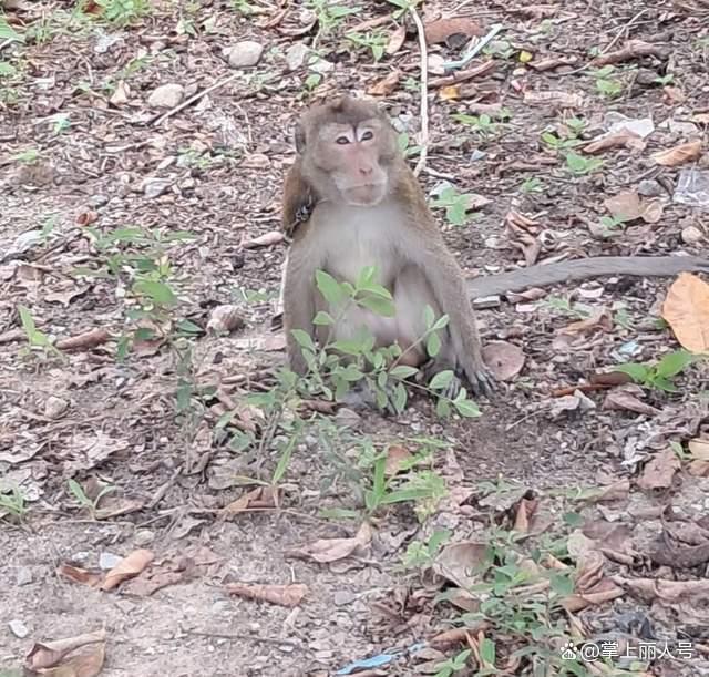 泰國男童遭爺爺養(yǎng)的猴子襲擊死亡 悲劇敲響警鐘