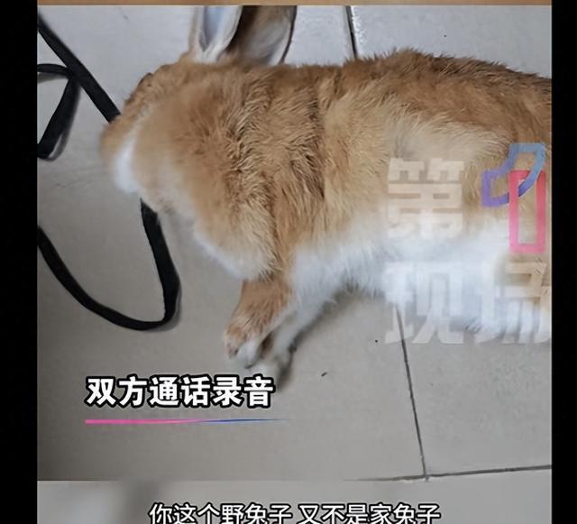男子养的兔子被狗咬死索赔被拒