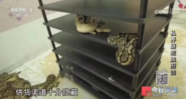 男子在小区里养300多条蟒蛇 非法饲养引发关注