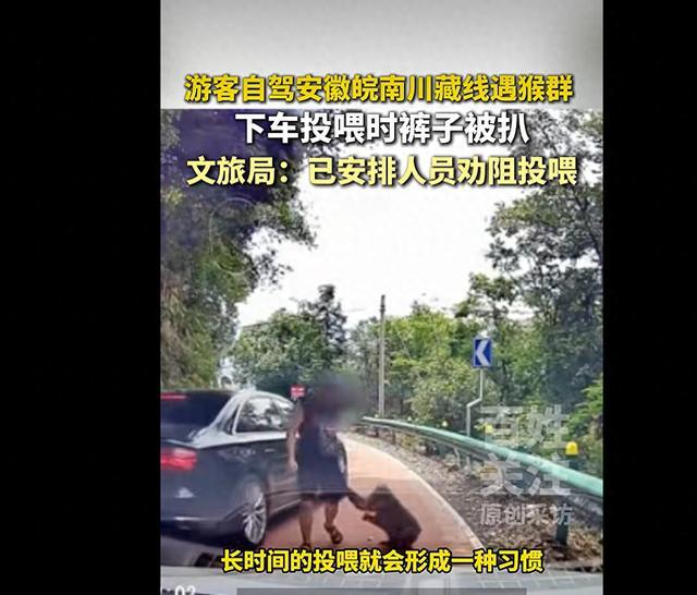 当地回应游客投喂猴群被扒裤子