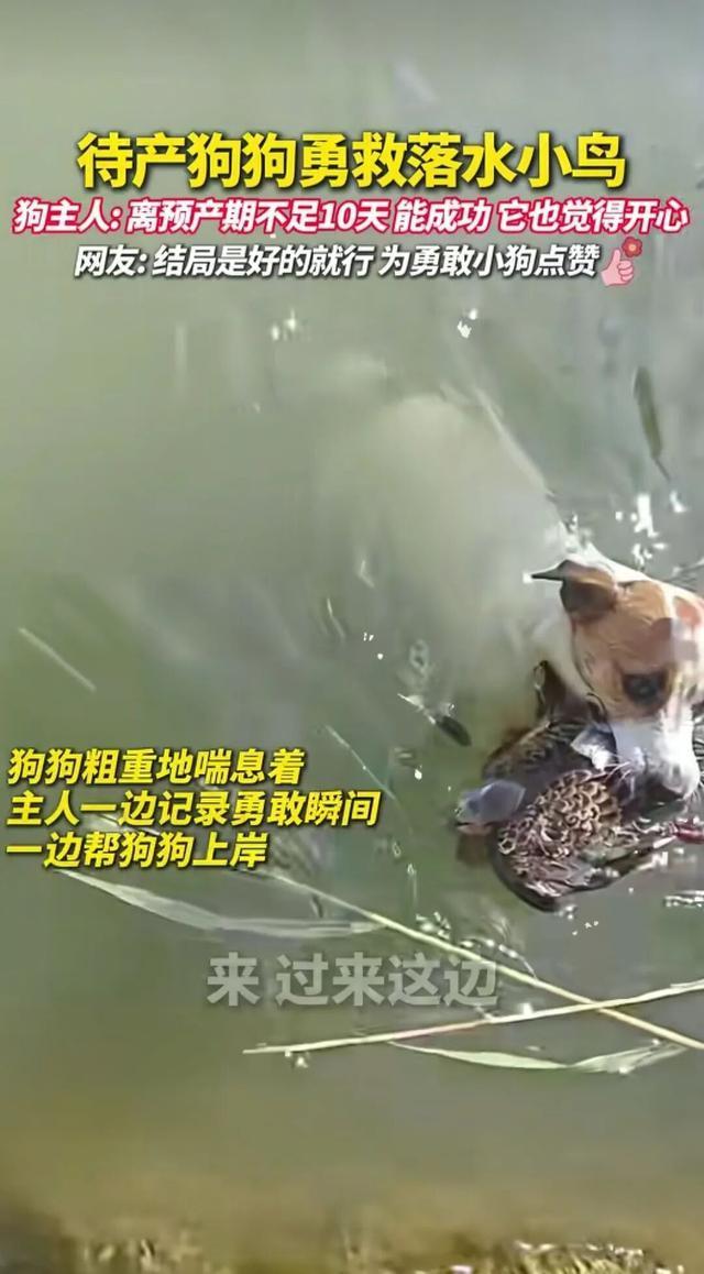 待产狗狗勇救落水小鸟 本能善意感动人心