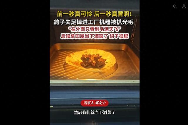鸽子失足掉进工厂机器被扒光毛