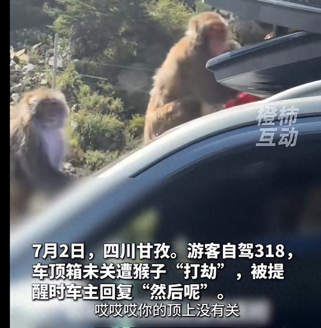 游客自驾忘关车顶箱遭猴子“打劫”