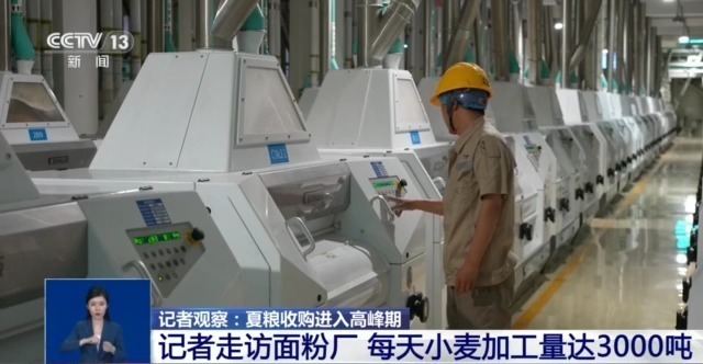 夏粮收购进入高峰期 市场有哪些新变化？