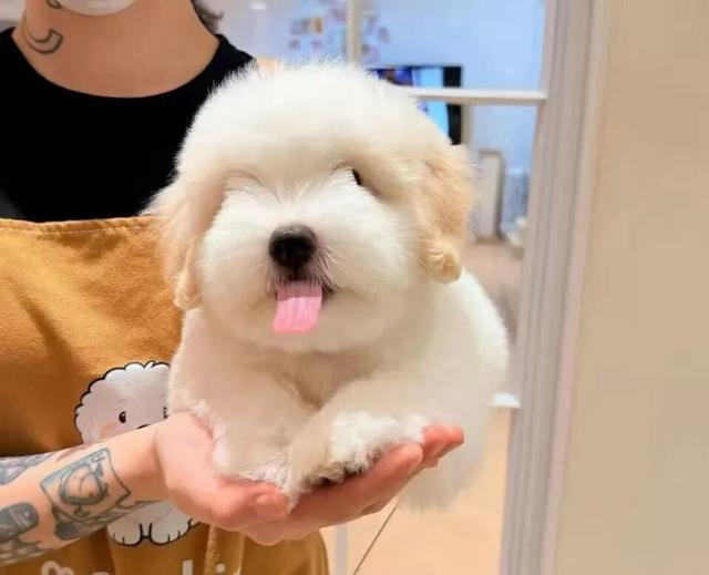 男子盗走2只宠物犬被抓 假扮女子作案
