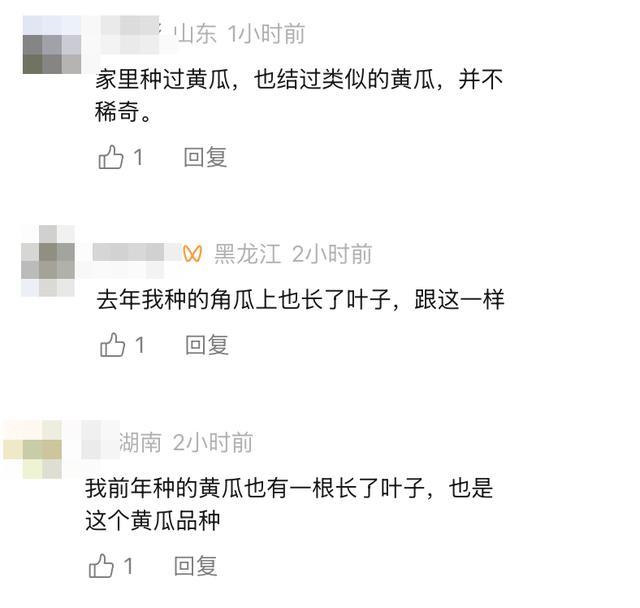 自家种的黄瓜上长出一片叶子，当事人：已吃掉，是一样的黄瓜味 奇特现象引发热议