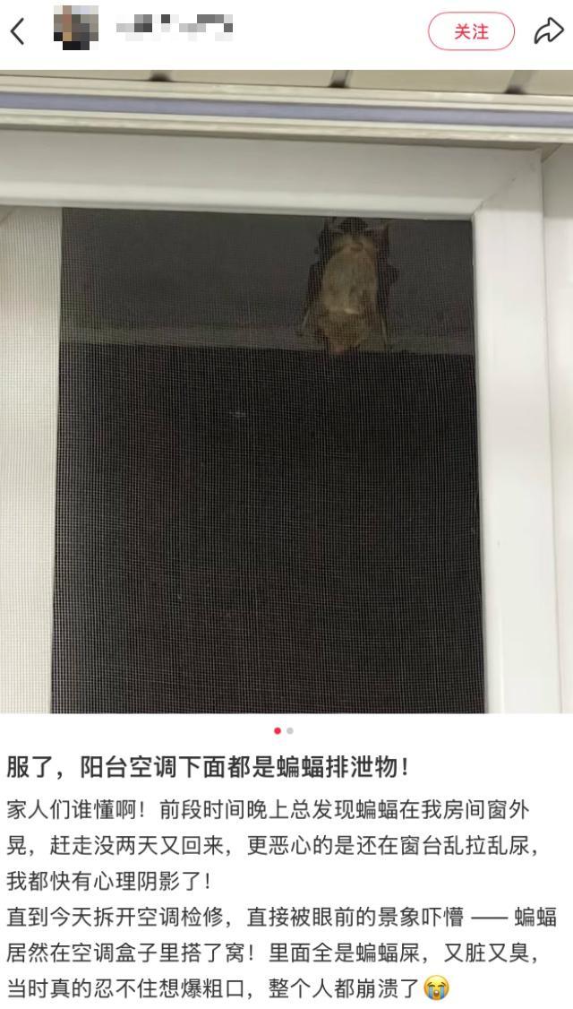 男子洗空调发现内部十几只蝙蝠 清洗惊现意外访客