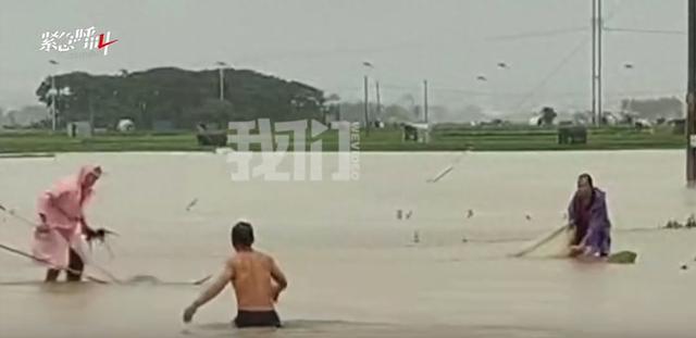广西捕蛇者出动:两天抓了两三千条