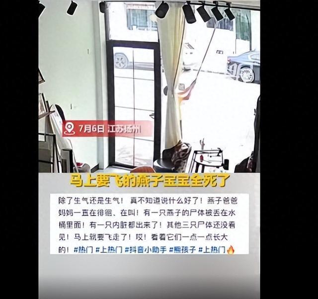 熊孩子捅毁燕窝5只燕宝宝全部死亡