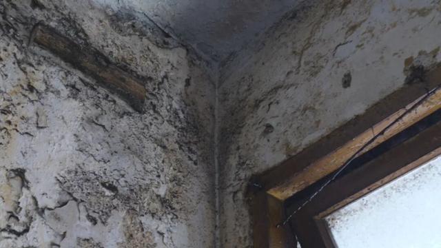 野树楼顶疯长住户3年睡不好,根系穿透楼板 安全隐患亟待解决