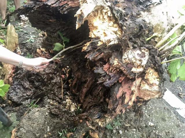 轿车遭白蚁蛀空的老树砸报废 车主索赔无门