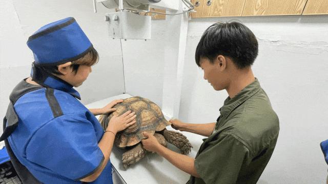 景区称被踩踏陆龟目前身体指标稳定 园区加强管理措施