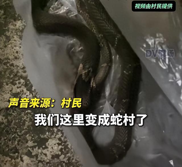 广东一村2个月多次出现毒蛇