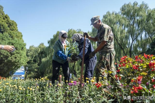 沈阳北陵红墙撞上万株秋菊 秋日秘境惊艳亮相