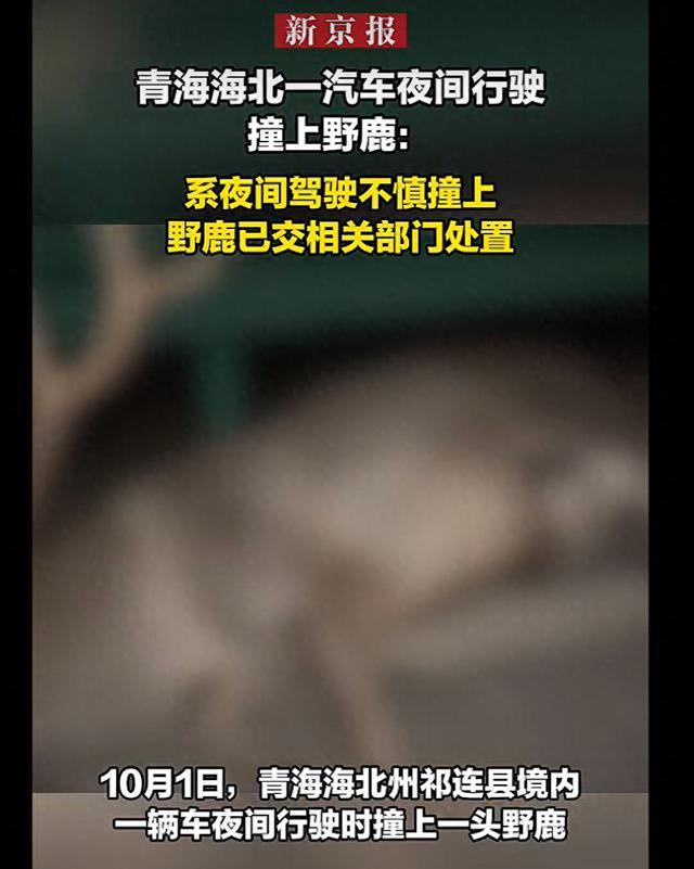 青海一汽车夜间行驶撞上野鹿