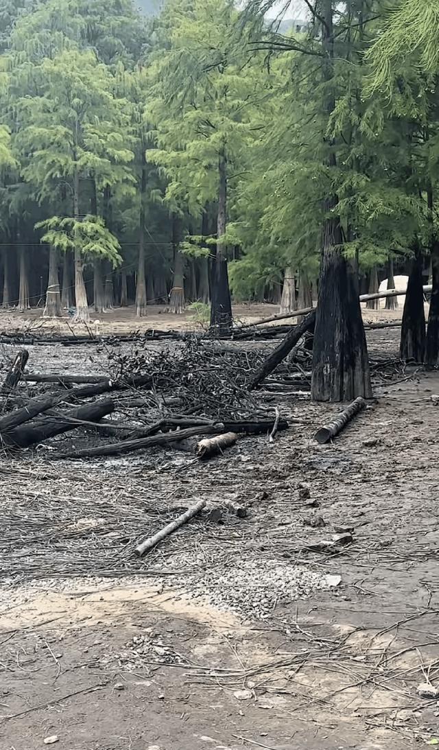 郭敬明剧组疑似火烧树林?当地回应