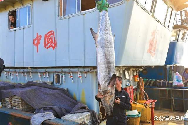 268斤鲅鱼被收购将做成标本展览 罕见“鲅鱼王”引发热议