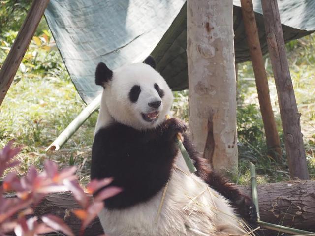 花花的妈妈和爸爸是谁 熊猫成功有几个孩子？