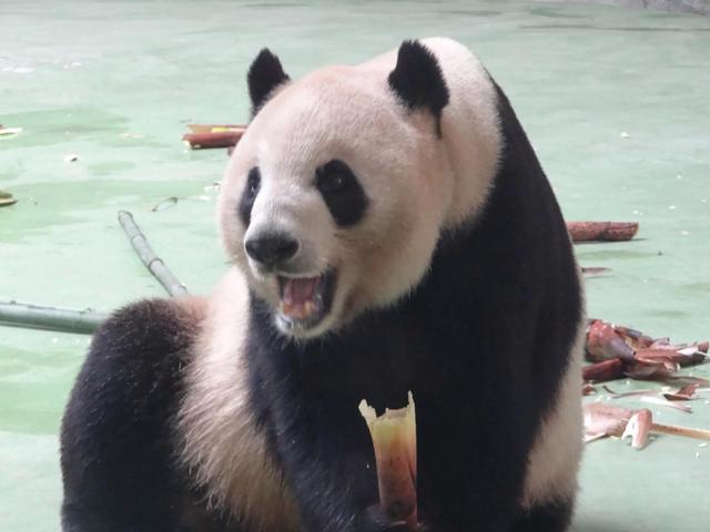 花花的妈妈和爸爸是谁 熊猫成功有几个孩子？