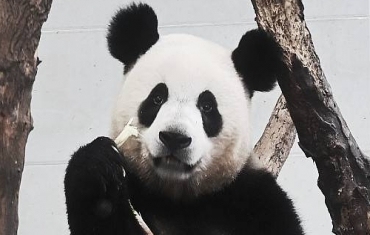 大熊猫金宝因蓬松大耳朵走红