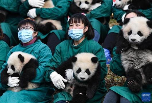 20只熊猫宝宝集体亮相贺新春
