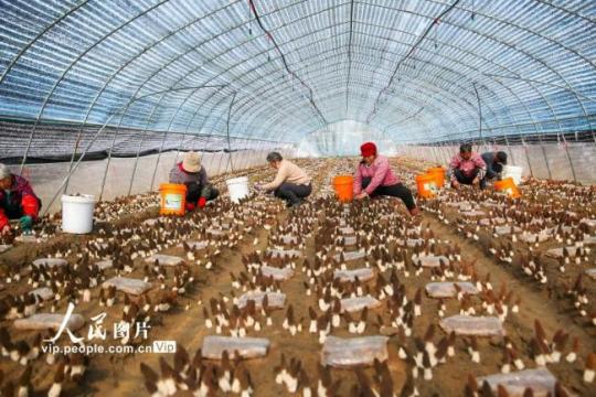 江苏如皋：采摘羊肚菌