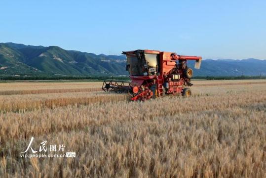 山西运城：夏收
