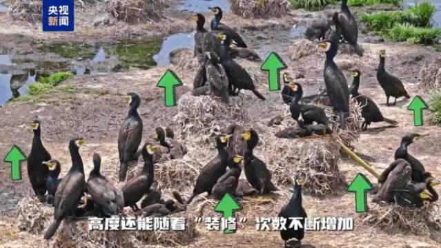 不只会捕鱼！揭秘鸬鹚作为“建筑师”的另一面